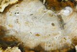 Cretaceous Petrified Wood (Conifer) Round - Western Australia #144215-1